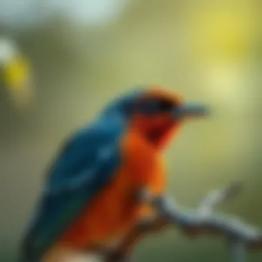 Magnificent A Comprehensive Guide to Using Bird Scare Tape Magnificent A Comprehensive Guide to Using Bird Scare Tape