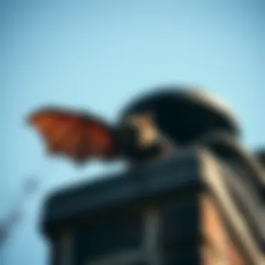 Magnificent Effective Approaches to Remove Bats from Your Chimney Magnificent Effective Approaches to Remove Bats from Your Chimney