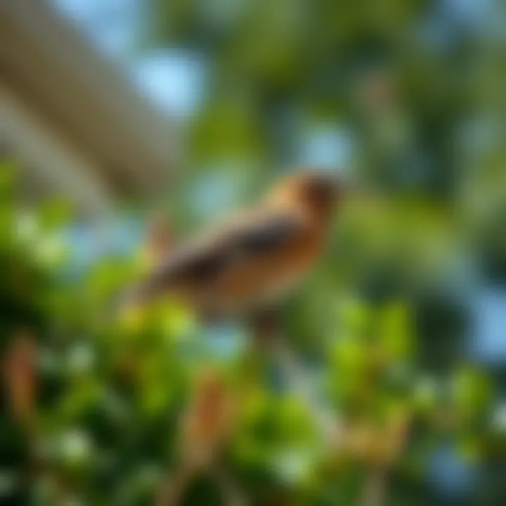 Magnificent Effective Strategies to Deter Birds from Your House