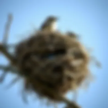 Magnificent Eliminating Unwanted Bird Nests: A Comprehensive Guide Magnificent Eliminating Unwanted Bird Nests: A Comprehensive Guide