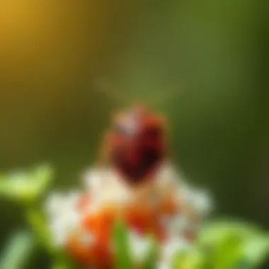 Magnificent Exploring Beauveria bassiana as an Effective Solution for Bed Bug Control Magnificent Exploring Beauveria bassiana as an Effective Solution for Bed Bug Control