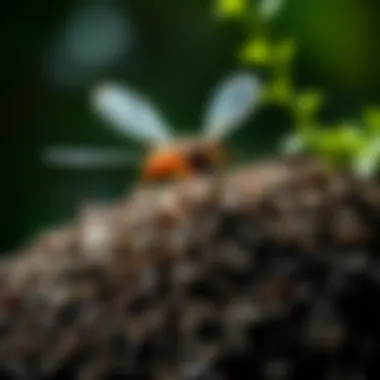 Magnificent Mosquito Management on Staten Island: In-Depth Strategies and Insights Magnificent Mosquito Management on Staten Island: In-Depth Strategies and Insights