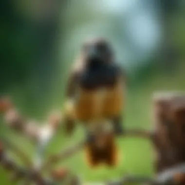 Magnificent Natural Bird Deterrents: A Comprehensive Guide