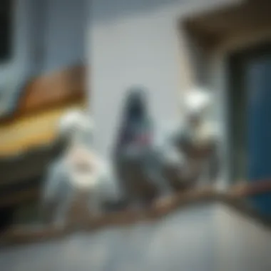 Magnificent Pigeons Nesting on Balconies: An In-Depth Examination