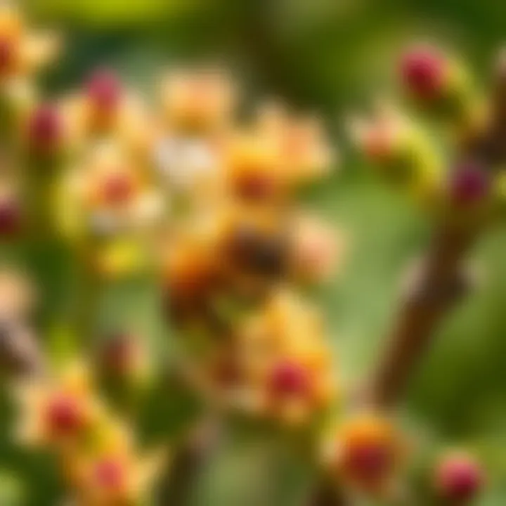 Magnificent Strategies for Safely Removing Bees from Shrubs Magnificent Strategies for Safely Removing Bees from Shrubs