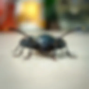 Magnificent Understanding Carpet Beetles in the Kitchen: Identification, Prevention, and Control