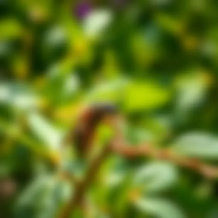 Magnificent Understanding Cutter Backyard Bug Control: Efficacy and Applications