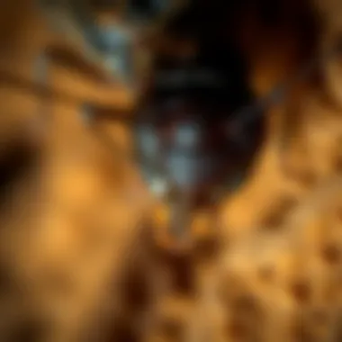 Magnificent Understanding Termites in San Francisco: An In-Depth Exploration Magnificent Understanding Termites in San Francisco: An In-Depth Exploration