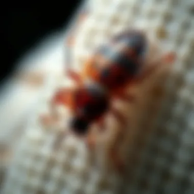 Magnificent Understanding the Bed Bug Blue Test: Insights and Implications