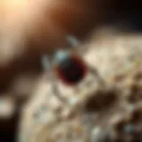 Understanding Tick Anatomy Detailed diagram of a tick's anatomy highlighting key features