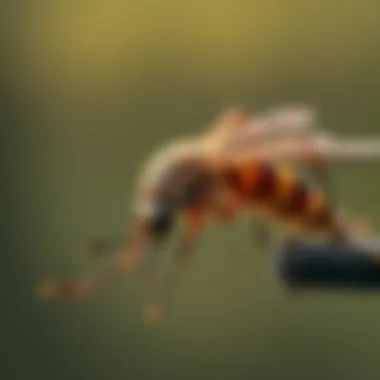 Notable A Comprehensive Guide to Mosquitonix in Austin Notable A Comprehensive Guide to Mosquitonix in Austin
