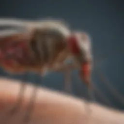 Close-up view of a mosquito in its natural habitat
