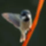 A Comprehensive Guide to Using Bird Scare Tape Introduction A Comprehensive Guide to Using Bird Scare Tape Introduction