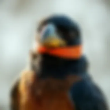 Notable A Comprehensive Guide to Using Bird Scare Tape Notable A Comprehensive Guide to Using Bird Scare Tape