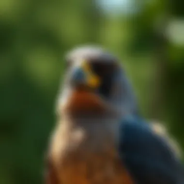 A Comprehensive Guide to Using Bird Scare Tape Summary A Comprehensive Guide to Using Bird Scare Tape Summary