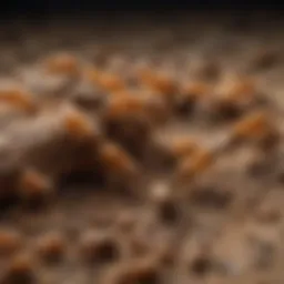 Close-up of absolute termites in their natural habitat, showcasing their intricate social structure.