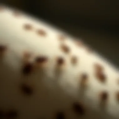 Bed Bugs in Upholstered Surfaces Close-up of bed bugs hiding in upholstery