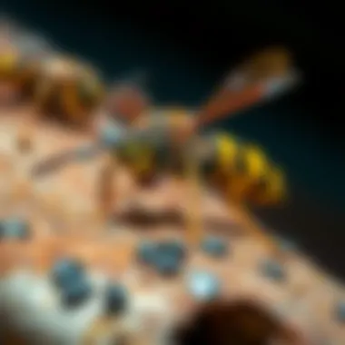 Addressing Wasp Nest Issues: An In-Depth Analysis Introduction Addressing Wasp Nest Issues: An In-Depth Analysis Introduction