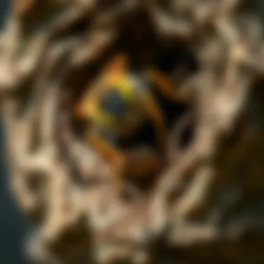 Notable Addressing Wasp Nest Issues: An In-Depth Analysis Notable Addressing Wasp Nest Issues: An In-Depth Analysis