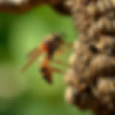 Addressing Wasp Nest Issues: An In-Depth Analysis Summary Addressing Wasp Nest Issues: An In-Depth Analysis Summary