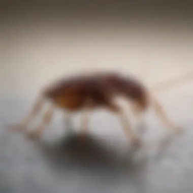 Close-up view of a bed bug on a surface