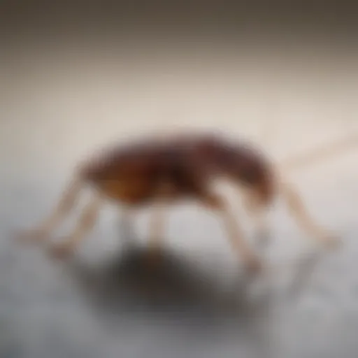 Close-up view of a bed bug on a surface