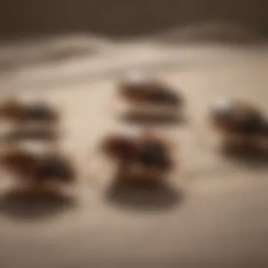 Effectiveness Comparison of Different Bed Bug Bombs Comparison chart of bed bug bomb effectiveness