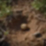 A close-up of a ground bee nest in the soil, highlighting its natural habitat