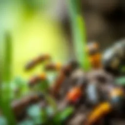 A close-up of various pest species in a natural habitat