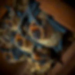 Close-up of bats roosting in an attic