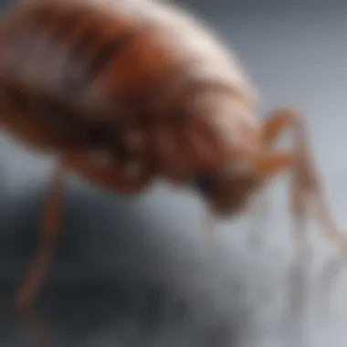 Researcher studying bed bugs in a laboratory