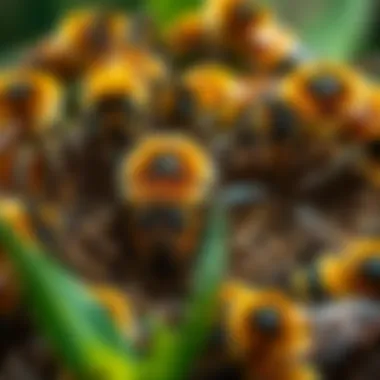 Diversity of Urban Bees Close-up of various bee species found in urban areas