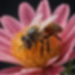 Close-up of a bee on a flower