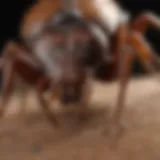 Close-up of a tick on a pet's fur