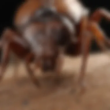 Identifying Ticks on Pets Close-up of a tick on a pet's fur