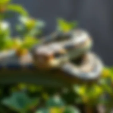 Best Snake Repellent Plants Summary