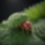 Close-up view of clover mites on a leaf