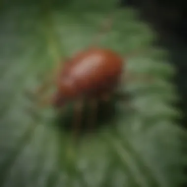 Close-up of a tick on a leaf, illustrating the life cycle of ticks