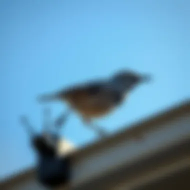 Installation Techniques for Bird Spikes Demonstration of bird spikes installation techniques