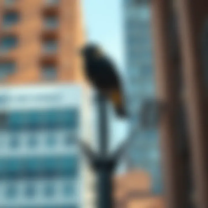 Urban Application of Bird Spikes Bird B Gone bird spikes showcased in an urban setting