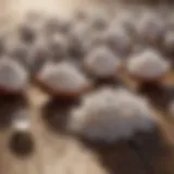 A close-up view of boric acid granules on a wooden surface