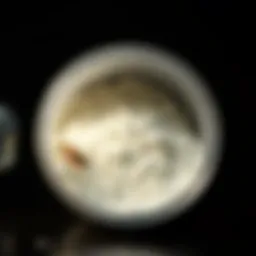 Boric Acid Powder in a Container