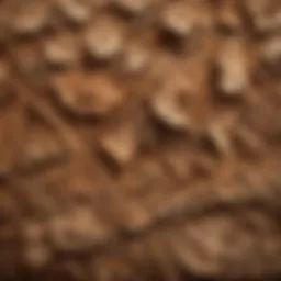 Close-up view of cedarwood texture showcasing its natural beauty