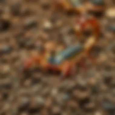 Environmental impact of chemical control on scorpions