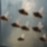 Close-up of cluster flies on a window