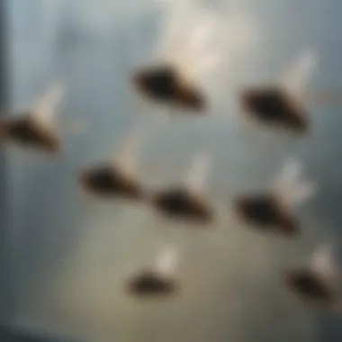 Close-up of cluster flies on a window