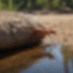Coastal ecosystem with visible termite activity