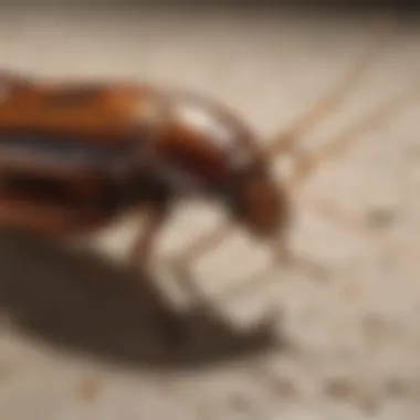 Close-up of Cockroach Gel application in a targeted area, illustrating effective pest management.