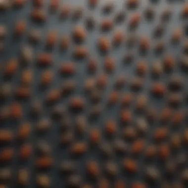 Exploring Various Combat Insect Bait Formulations Diverse array of combat insect bait products