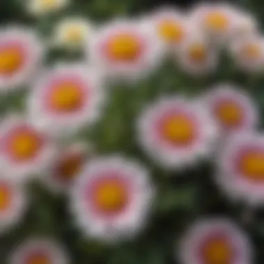 Chrysanthemum flowers, the source of Amazon pyrethrin, in a vibrant garden setting.